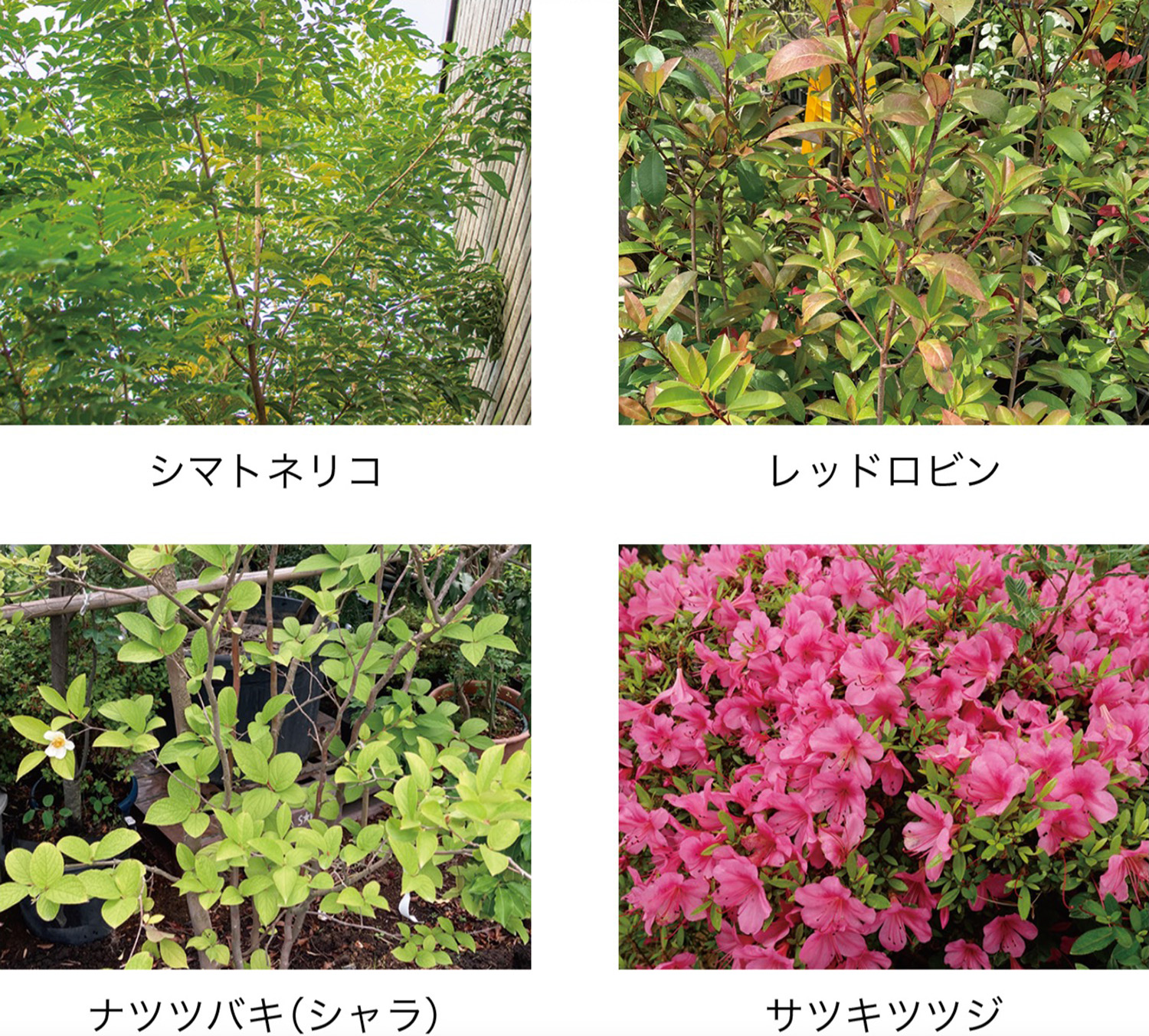 樹木・菜園仕様 FD-LC 植物 イメージ