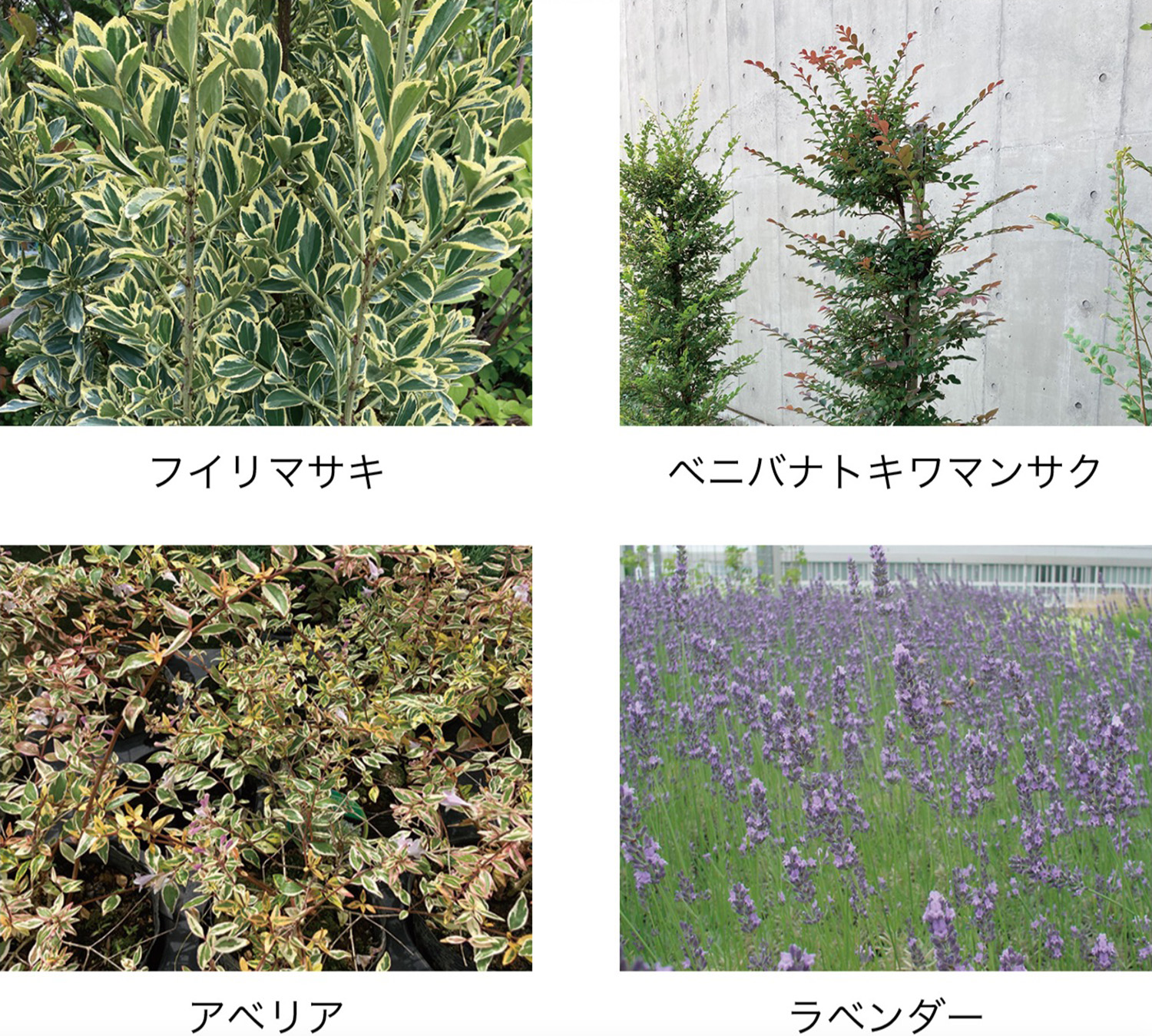 樹木・菜園仕様 FD-LCV 植物 イメージ