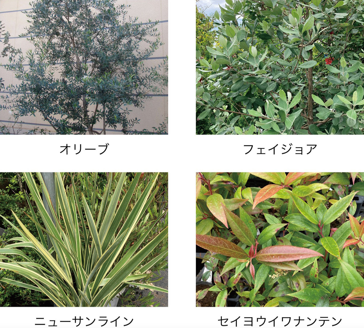 樹木・菜園仕様 FD-LP 植物 イメージ